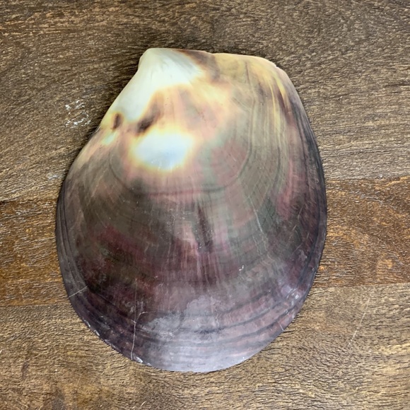 Anthropologie Style Pearlescent Capiz Seashell Decorative Trinket Dish - Picture 4 of 5